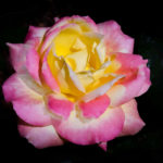 7" square print $15.00